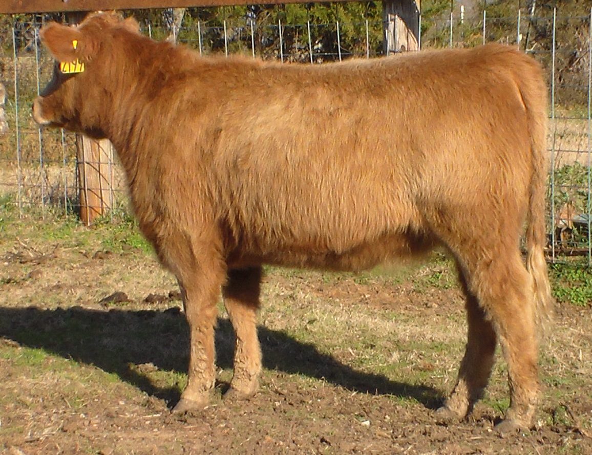 Bull and Female Sale